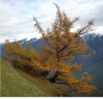 Baum1